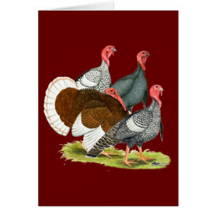 Rare Turkey Quartet