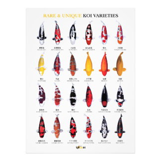 Rare & Unique Koi Varieties Poster