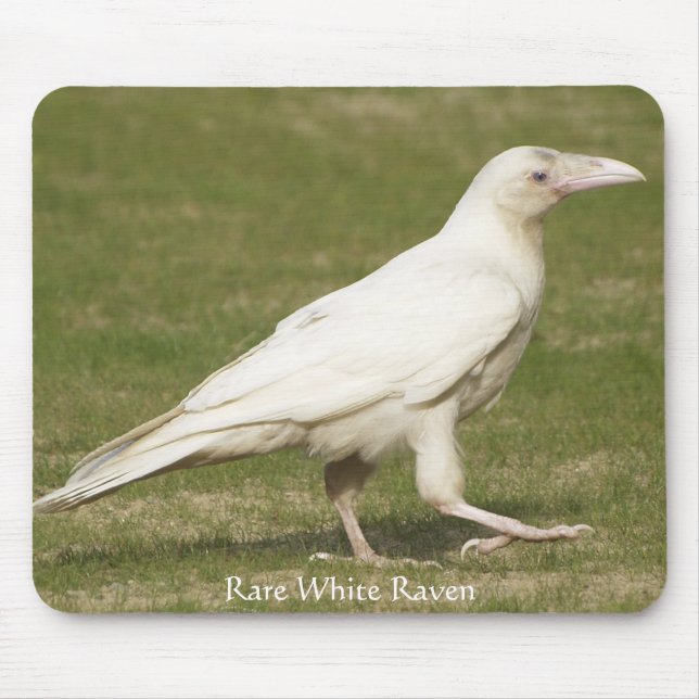 Rare White Raven Mouse Pad (Front)
