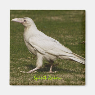 Rare White Raven Wildlife Photography Magnet