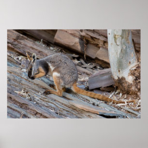 Rare Yellow-footed Rock-wallaby Poster