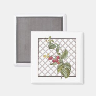 RASPBERRIES MAGNET