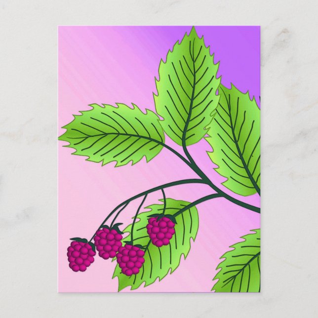 Raspberries on a branch postcard (Front)