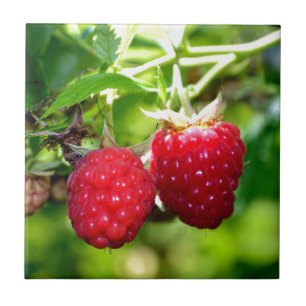 Raspberries Tile