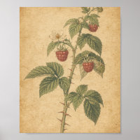 Raspberry Cane with Ripe Berries Botanical Art