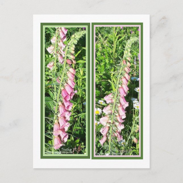 RASPBERRY FOXGLOVE BOOKMARKS POSTCARD (Front)