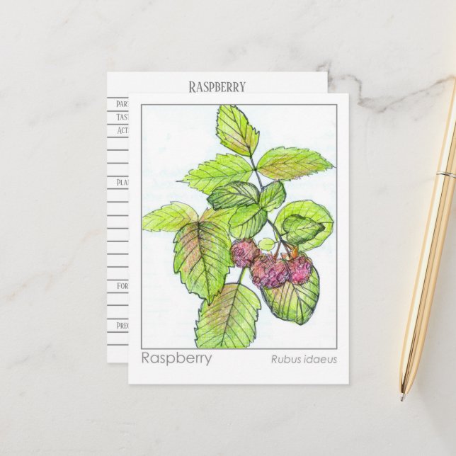 Raspberry Materia Medica Herbal Study Flash Card (Front/Back In Situ)