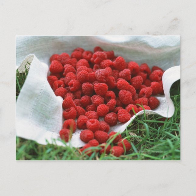 Raspberry Postcard (Front)
