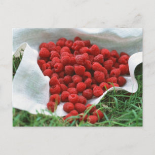 Raspberry Postcard