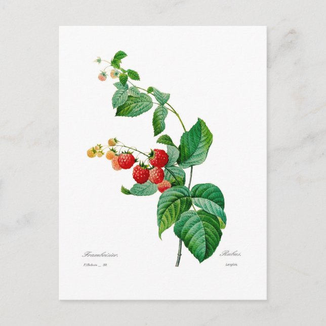 Raspberry Postcard (Front)