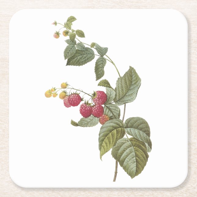 raspberry(Rubus sp.) by Redouté Square Paper Coaster (Front)