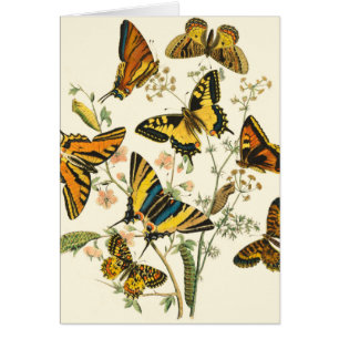 Rassemblement coloré de papillons et de chenilles