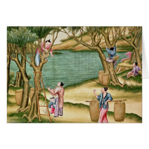 Rassemblement des mûres