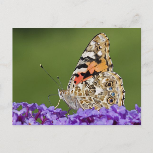 Rassembler une carte postale Nectar (Devant)