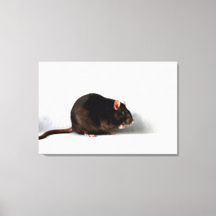 Rat 36x24 (90x60cm) waccna canvas print