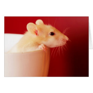 Rat bébé