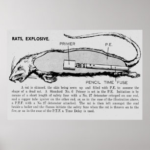 Rat Bomb, Descriptive catalogue of Special Devices Poster