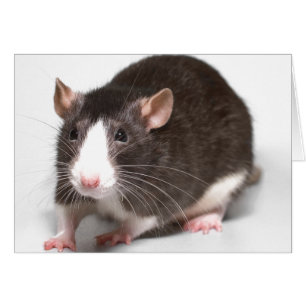 Rat Brown avec la flamme blanche sur le nez