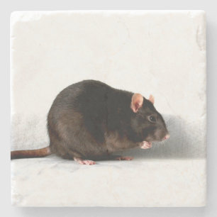 Rat coastercn stone coaster