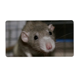 Rat curieux