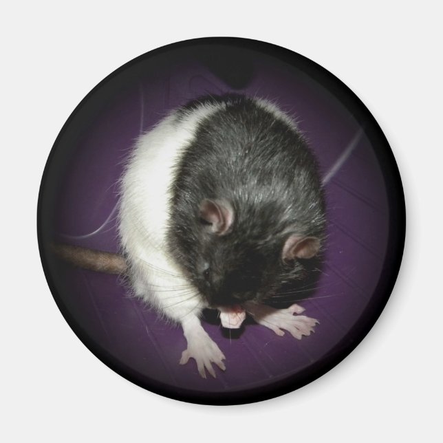 Rat cutie magnet (Front)