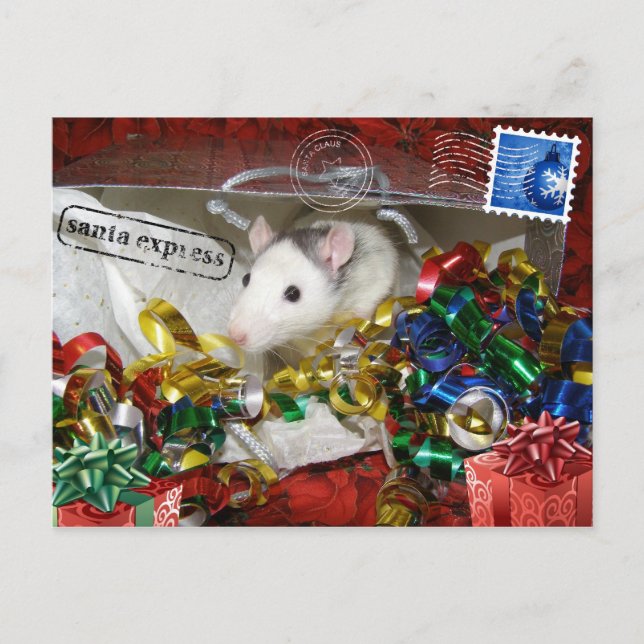 Rat dans un sac Carte postale (Devant)