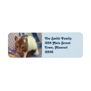 rat de bébé