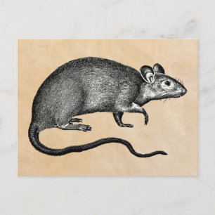 Rat Halloween Vintage Postcard