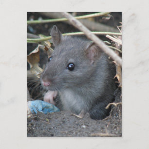 Rat in a hole Postcard