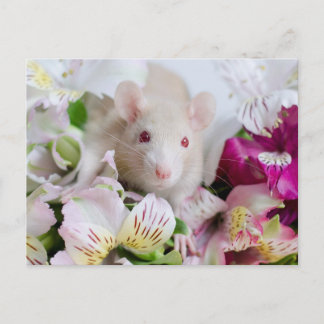 Rat in flowers. postcard