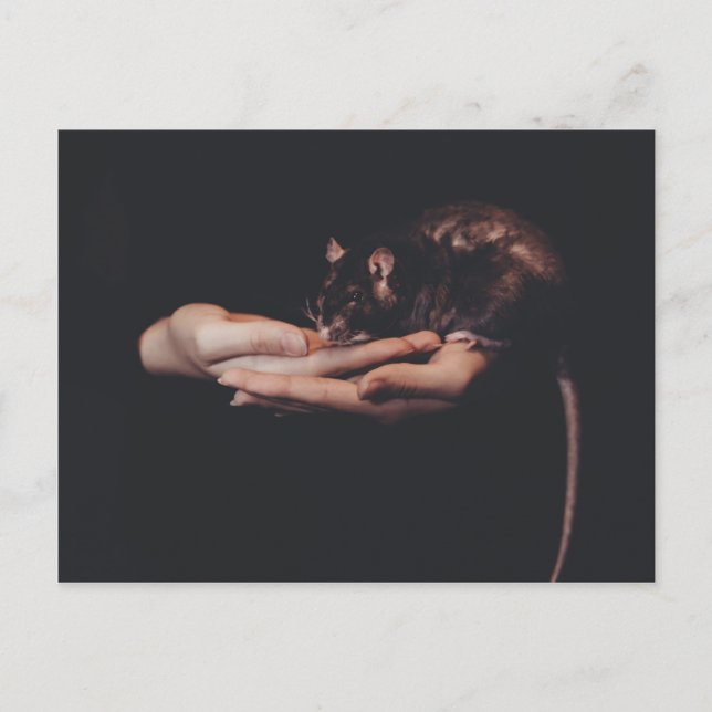 Rat in hand... postcard (Front)