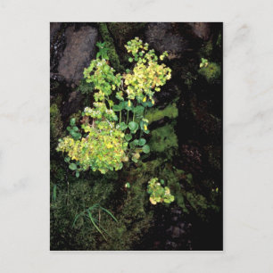 Rat Island wildflowers, Monkey flower, saxifrage Postcard