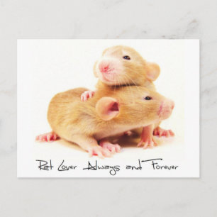 Rat Lover Always and Forever Postcard