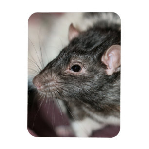 Rat Magnet