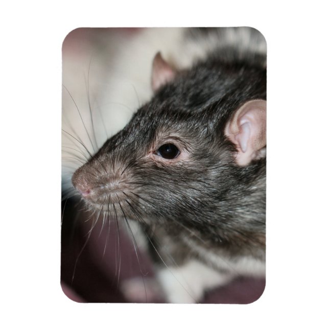Rat Magnet (Vertical)