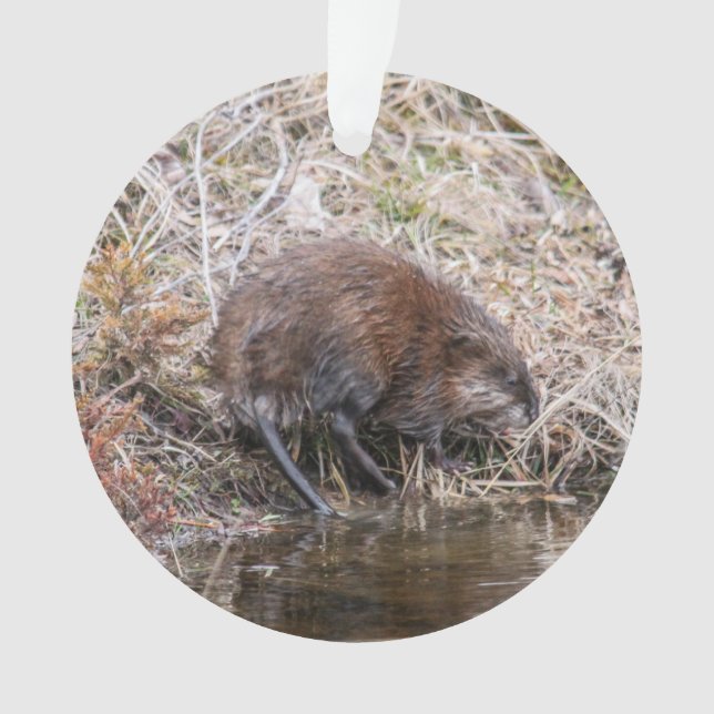 Rat musqué (devant)