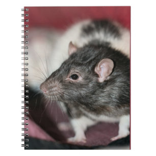 Rat Notebook