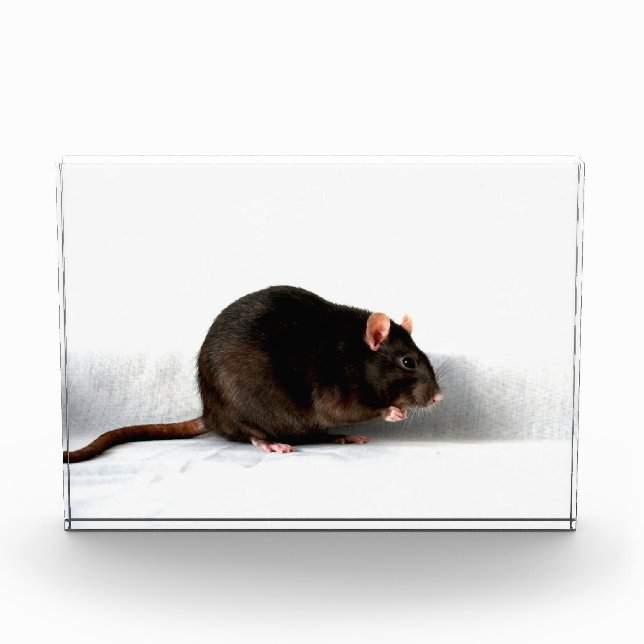Rat pbcna photo block (Front)
