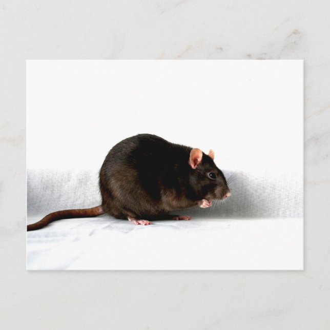 Rat pccna postcard (Front)