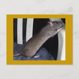 RAT POSTCARD