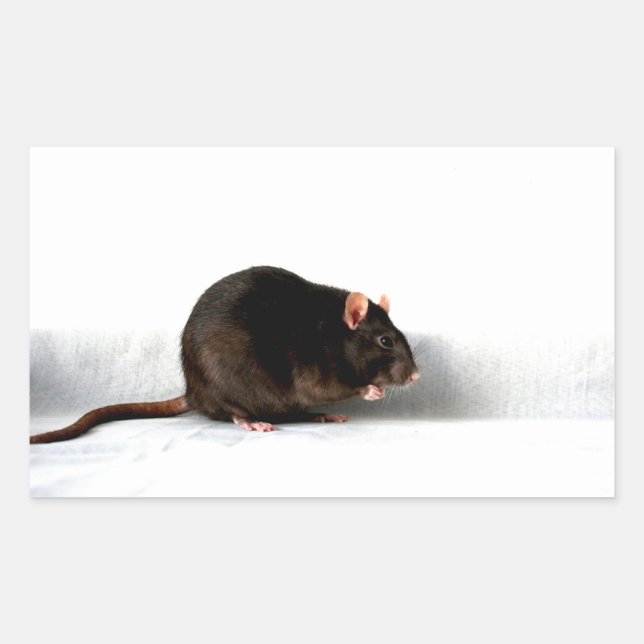 Rat stcna sticker (Front)