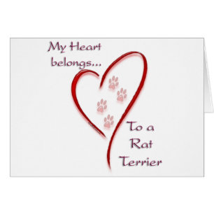 Rat Terrier Coeur Appartient