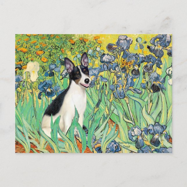 Rat Terrier - Irises Postcard (Front)
