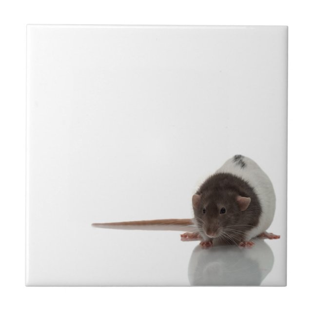 Rat Tile (Front)