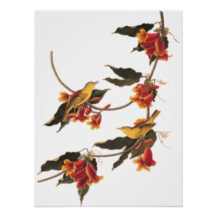Rathbone's Warbler Song Bird on Crossvine Poster