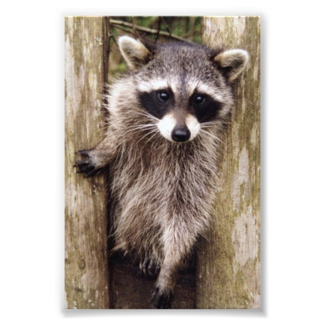 Raton laveur photo 6x4 (Devant)