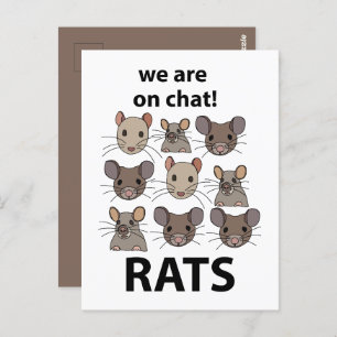 Rats Animal We Are On Chat Funny Rats Postcard
