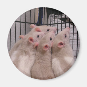 Rats Magnet