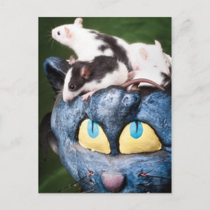 Rats on the brain Postcard
