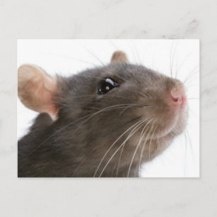 Rats!!! Postcard